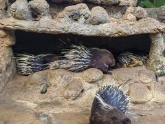 -海南热带野生动植物园