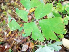 -五营红松林海景区