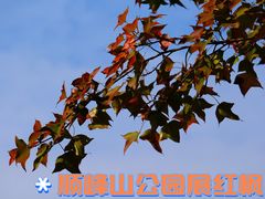 -顺峰山公园