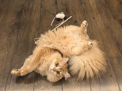 -伟伟宠物医院·瑞派猫友好医院·猫科(光谷店)