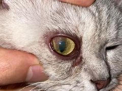 -美联众合动物医院(·中兽医·疑难杂症·严家桥分院)