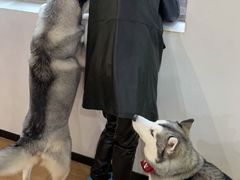 -Husky Go! 哈士奇体验馆·宠物咖啡厅狗咖