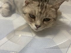 -北京观赏动物医院·24小时大型综合·猫专科·异宠专科