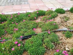 -铁谢李松祖传羊肉汤馆