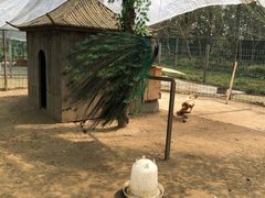 -前小桔亲子创意农场·草莓采摘·露营烧烤