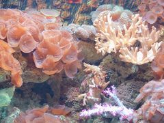 -北戴河圣蓝海洋公园