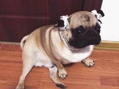 -东莞宠友24H宠物中心医院·转诊夜诊·异宠(新河北路院)