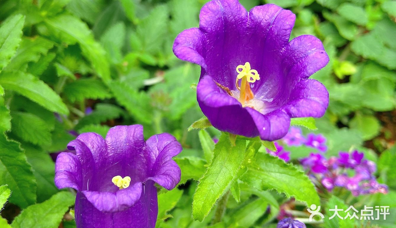 仙湖花展｜春日赏花｜满眼都是春天，美醉了