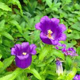 仙湖花展｜春日赏花｜满眼都是春天，美醉了