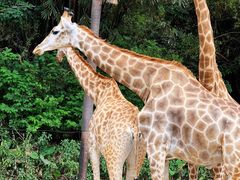 -广州长隆野生动物世界