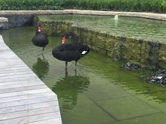 -行者书屋大堂吧 ·下午茶(南京圣和府邸酒店)