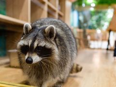 -藦茜花园宠物主题亲子互动体验馆(国顺东路店)