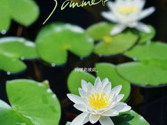 -花开海上生态园