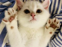 -袖虎·猫馆(体育西路店)