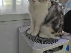 -喵的天空名猫咖啡馆·撸猫·猫舍·用品