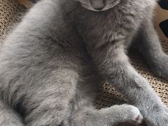 -宠爱国际动物医院·消化内科·心肾内科·ISFM猫友好(望京店)