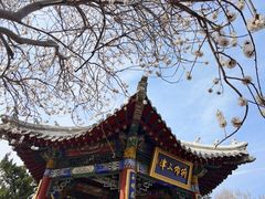 -桃花堤公园