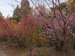 -北京鹫峰国家森林公园