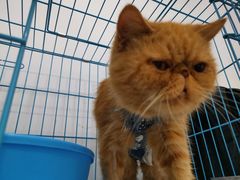 -美联众合动物医院(·中兽医·疑难杂症·严家桥分院)