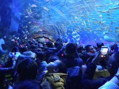 -华夏文旅海洋公园