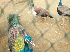 -武汉紫薇都市田园