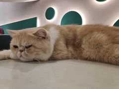 -飞行喵MR PILOT|猫舍·猫咖(静安大融城店)
