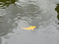 -豫园湖心亭茶楼