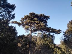 -香山公园