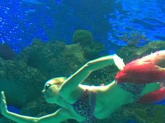 -芜湖新华联大白鲸海洋公园