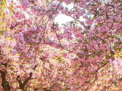 -长白岛森林公园