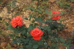 -松山湖梦幻百花洲