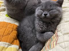 -lincat·猫舍(广州店)
