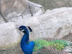 -哈尔滨北方森林动物园