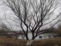 -永定河休闲森林公园