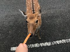 -清迈夜间动物园