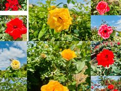 -亚龙湾国际玫瑰谷