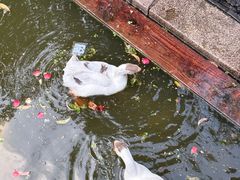 -苏州文庙(姑苏区)