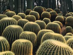 -南山植物园