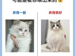-猫十亿·布偶金渐层·曼基康矮脚猫舍(青年路店)