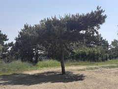 -高尔山公园