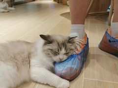 -momokira米努特·德文卷毛猫·棉花面纱犬