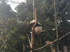 -成都大熊猫繁育研究基地