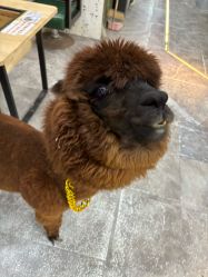 点击看大图 -神奇动物撸宠馆·羊驼·小浣熊·异宠(豫园店)