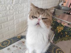 -平行世界·猫咖(首经贸店)