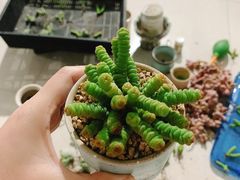 -中环花鸟鱼虫市场