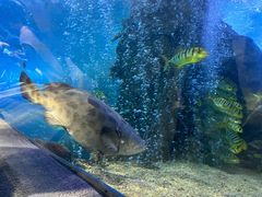 -太平洋海底世界