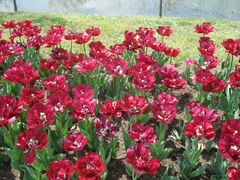 郁金香-上海鲜花港