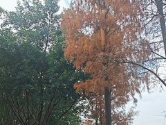 -飞来湖湿地公园