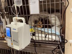 -爱侣宠医·鹦鹉专科·小型哺乳类·异宠专科(灵石路店)