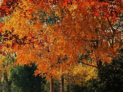 -昆山城市生态森林公园